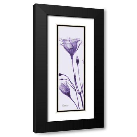 Gentian in Purple Black Modern Wood Framed Art Print with Double Matting by Koetsier, Albert