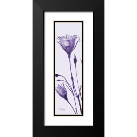 Gentian in Purple Black Modern Wood Framed Art Print with Double Matting by Koetsier, Albert