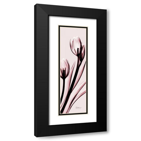 Tulip on Pink Black Modern Wood Framed Art Print with Double Matting by Koetsier, Albert