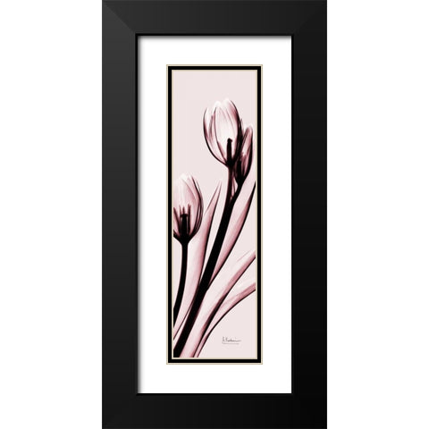 Tulip on Pink Black Modern Wood Framed Art Print with Double Matting by Koetsier, Albert