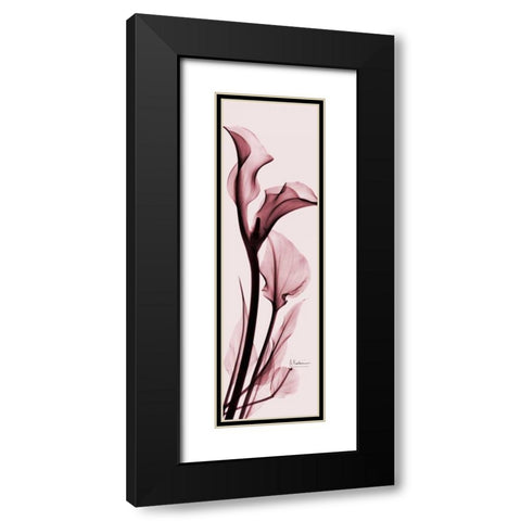 Calla Lily on Pink Black Modern Wood Framed Art Print with Double Matting by Koetsier, Albert