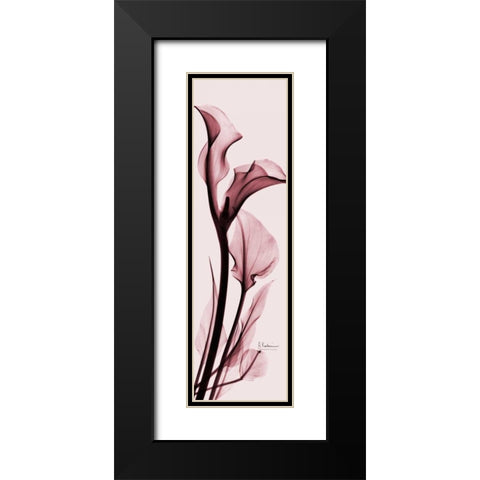 Calla Lily on Pink Black Modern Wood Framed Art Print with Double Matting by Koetsier, Albert