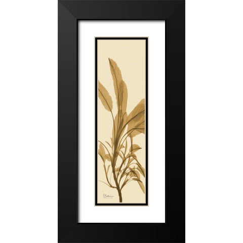 Sage Brown on Beige Black Modern Wood Framed Art Print with Double Matting by Koetsier, Albert