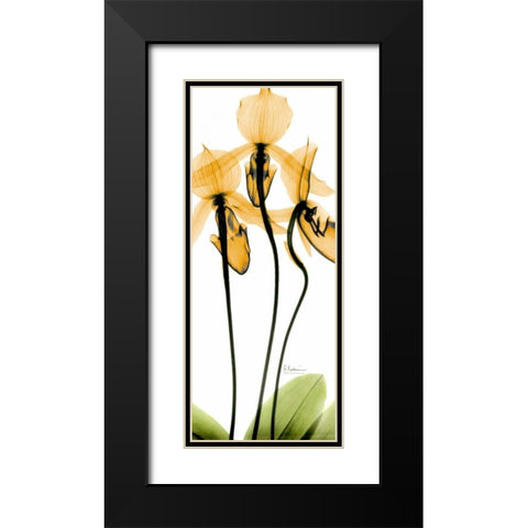 Orchid in Color Black Modern Wood Framed Art Print with Double Matting by Koetsier, Albert