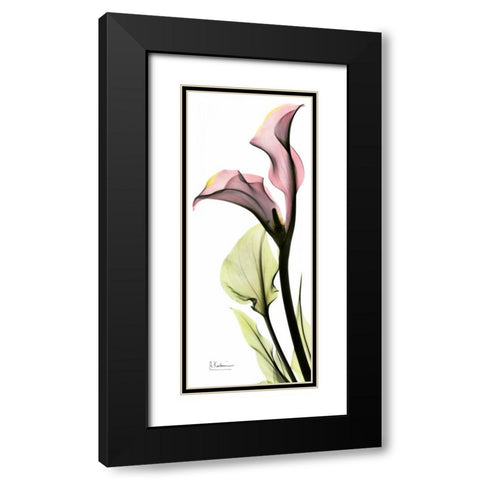 Calla Lily in Color Black Modern Wood Framed Art Print with Double Matting by Koetsier, Albert