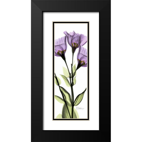 Gentian in Color Black Modern Wood Framed Art Print with Double Matting by Koetsier, Albert