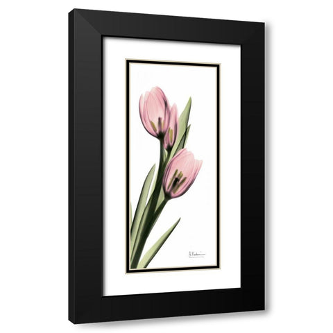 Tulips in Pink Black Modern Wood Framed Art Print with Double Matting by Koetsier, Albert