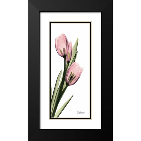 Tulips in Pink Black Modern Wood Framed Art Print with Double Matting by Koetsier, Albert