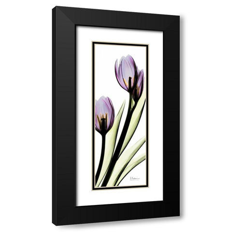 Tulip in Purple Black Modern Wood Framed Art Print with Double Matting by Koetsier, Albert