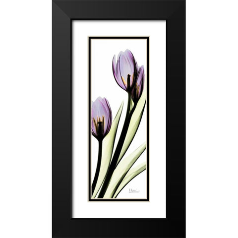 Tulip in Purple Black Modern Wood Framed Art Print with Double Matting by Koetsier, Albert