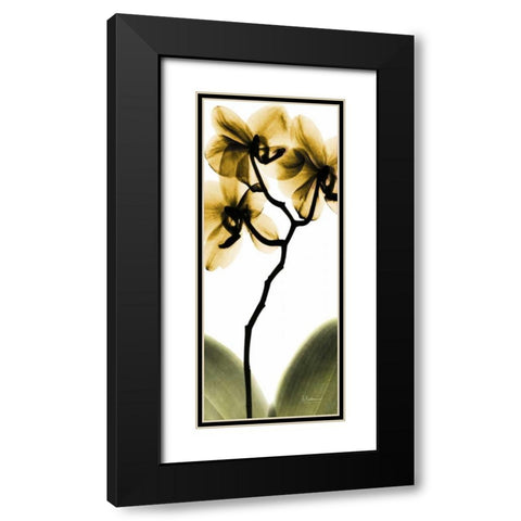 Orchid in Gold Black Modern Wood Framed Art Print with Double Matting by Koetsier, Albert