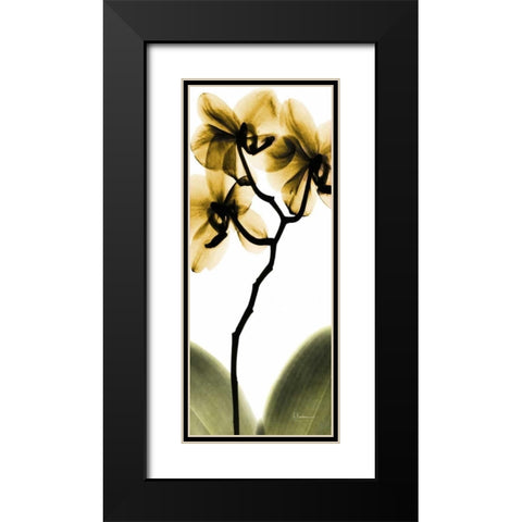 Orchid in Gold Black Modern Wood Framed Art Print with Double Matting by Koetsier, Albert