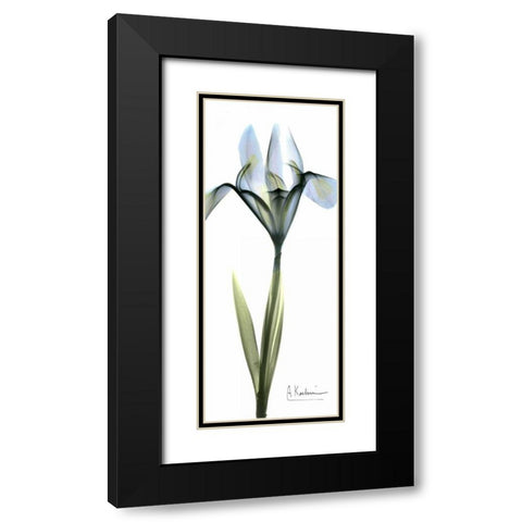 Iris in Blue Black Modern Wood Framed Art Print with Double Matting by Koetsier, Albert