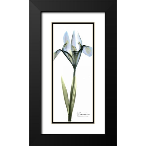 Iris in Blue Black Modern Wood Framed Art Print with Double Matting by Koetsier, Albert