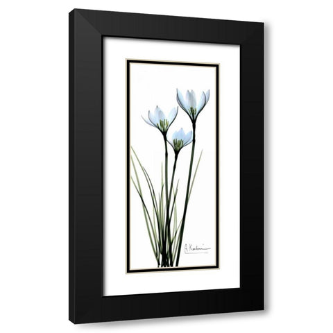 White Lilies in Blue Black Modern Wood Framed Art Print with Double Matting by Koetsier, Albert