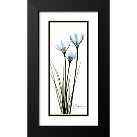 White Lilies in Blue Black Modern Wood Framed Art Print with Double Matting by Koetsier, Albert