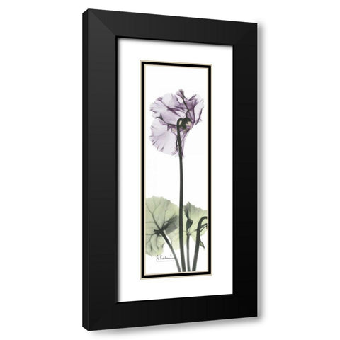 Cyclamen in Purple Black Modern Wood Framed Art Print with Double Matting by Koetsier, Albert