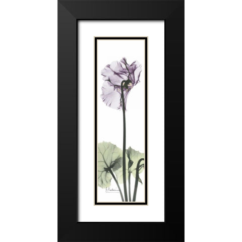 Cyclamen in Purple Black Modern Wood Framed Art Print with Double Matting by Koetsier, Albert