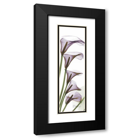 Calla Lilies in Purple Black Modern Wood Framed Art Print with Double Matting by Koetsier, Albert