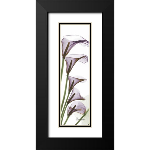 Calla Lilies in Purple Black Modern Wood Framed Art Print with Double Matting by Koetsier, Albert