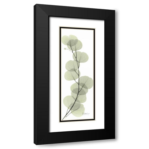 Eucalyptus in Green Black Modern Wood Framed Art Print with Double Matting by Koetsier, Albert