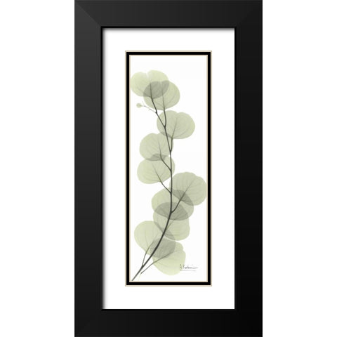 Eucalyptus in Green Black Modern Wood Framed Art Print with Double Matting by Koetsier, Albert