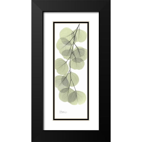 Eucalyptus in Green 3 Black Modern Wood Framed Art Print with Double Matting by Koetsier, Albert