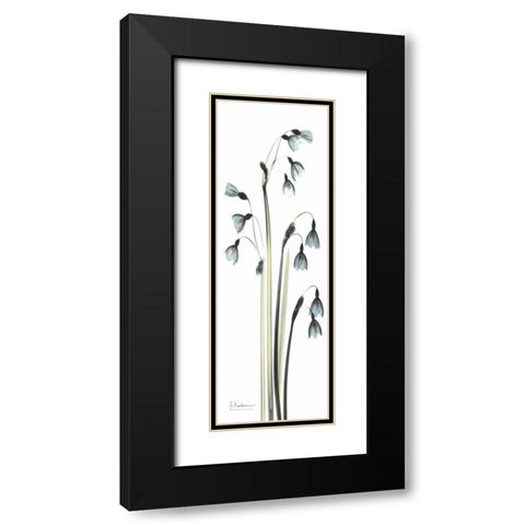 Snow Drop Galanthus Black Modern Wood Framed Art Print with Double Matting by Koetsier, Albert