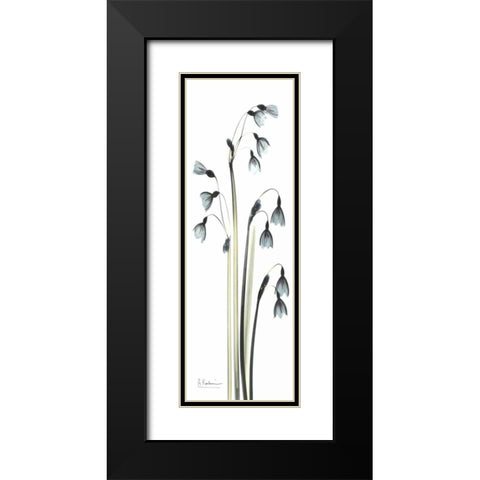 Snow Drop Galanthus Black Modern Wood Framed Art Print with Double Matting by Koetsier, Albert