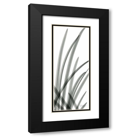 Snow Drop Leaves Black Modern Wood Framed Art Print with Double Matting by Koetsier, Albert