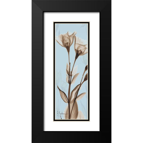 Flower 1 Black Modern Wood Framed Art Print with Double Matting by Koetsier, Albert