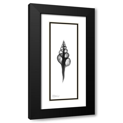 Fusinus Colus Black Modern Wood Framed Art Print with Double Matting by Koetsier, Albert