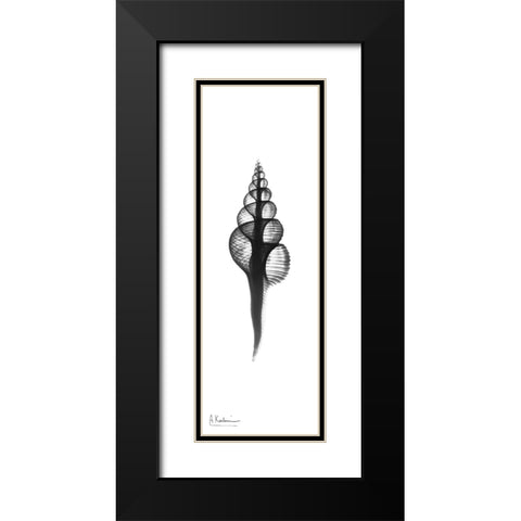 Fusinus Colus Black Modern Wood Framed Art Print with Double Matting by Koetsier, Albert