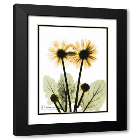 Gerbera in Color 2 Black Modern Wood Framed Art Print with Double Matting by Koetsier, Albert