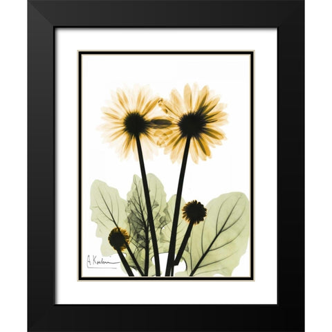 Gerbera in Color 2 Black Modern Wood Framed Art Print with Double Matting by Koetsier, Albert