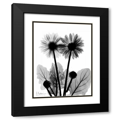 Gerbera BW Black Modern Wood Framed Art Print with Double Matting by Koetsier, Albert