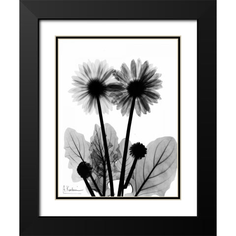 Gerbera BW Black Modern Wood Framed Art Print with Double Matting by Koetsier, Albert