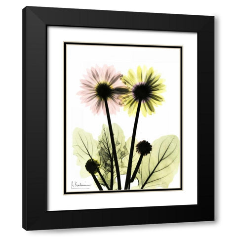 Gerbera in Color Black Modern Wood Framed Art Print with Double Matting by Koetsier, Albert