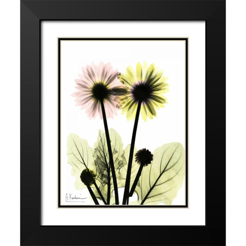 Gerbera in Color Black Modern Wood Framed Art Print with Double Matting by Koetsier, Albert