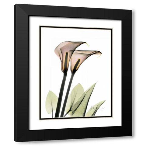 Calla Lily Pair Black Modern Wood Framed Art Print with Double Matting by Koetsier, Albert