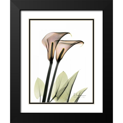 Calla Lily Pair Black Modern Wood Framed Art Print with Double Matting by Koetsier, Albert