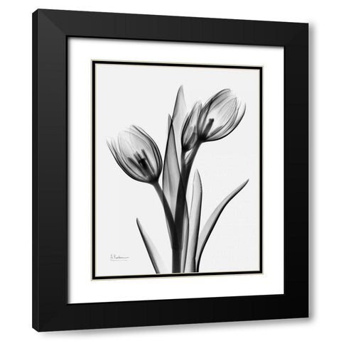 Tulips H37 Black Modern Wood Framed Art Print with Double Matting by Koetsier, Albert