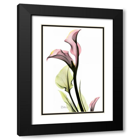 Calla Lily in Pink Black Modern Wood Framed Art Print with Double Matting by Koetsier, Albert