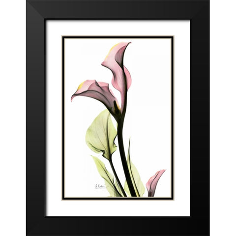 Calla Lily in Pink Black Modern Wood Framed Art Print with Double Matting by Koetsier, Albert