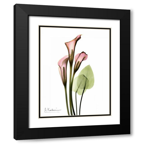 Calla Lily Bouquet in Pink Black Modern Wood Framed Art Print with Double Matting by Koetsier, Albert