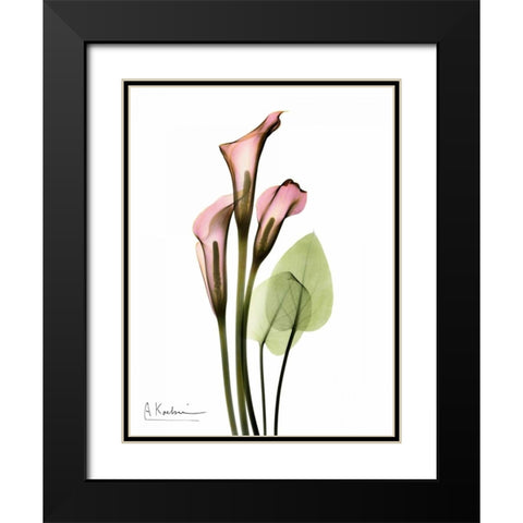 Calla Lily Bouquet in Pink Black Modern Wood Framed Art Print with Double Matting by Koetsier, Albert