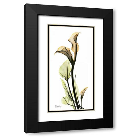 Calla Lily Black Modern Wood Framed Art Print with Double Matting by Koetsier, Albert