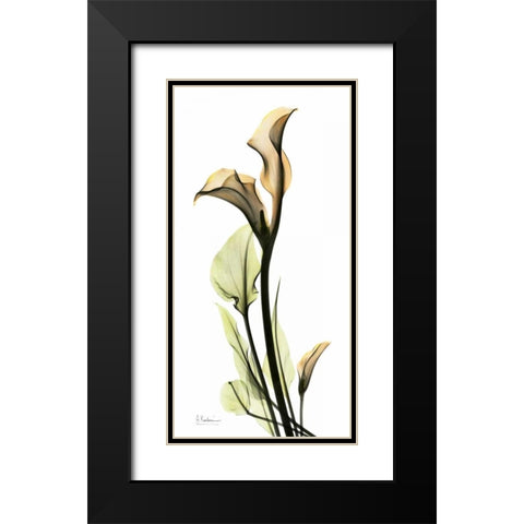 Calla Lily Black Modern Wood Framed Art Print with Double Matting by Koetsier, Albert