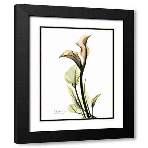 Calla Lily Duo Black Modern Wood Framed Art Print with Double Matting by Koetsier, Albert