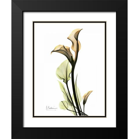 Calla Lily Duo Black Modern Wood Framed Art Print with Double Matting by Koetsier, Albert